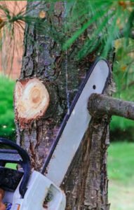 Tree removal in Logan